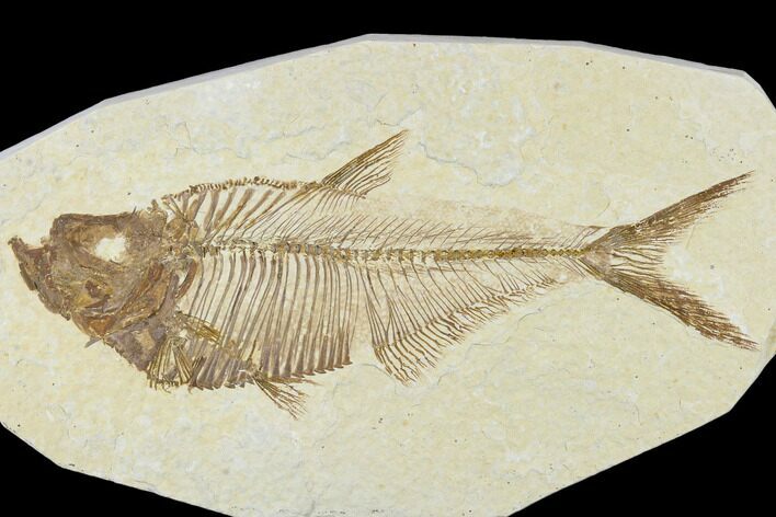 Detailed, Fossil Fish (Diplomystus) Plate - Wyoming #113296